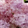 Сирень Жемчужина С3