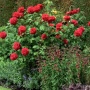 Роза Эл Ди Брейтуэйт Английская С5
