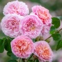 Роза Евстафия вейв Английская С5